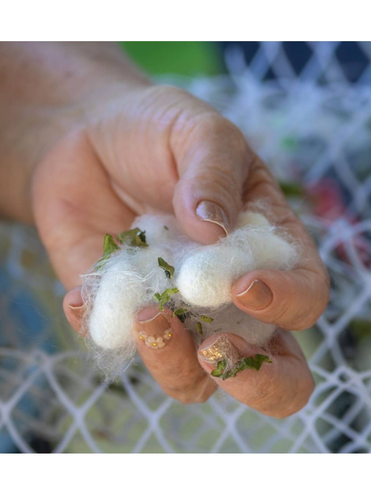 About Us for Muriersilk Close-up of a hand holding silk cocoons against a net background